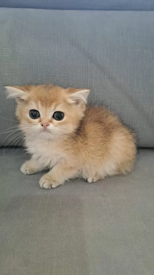 British Shorthair Golden Erkek Yavru