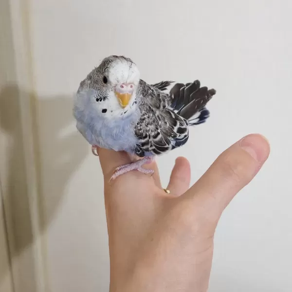 Yavru Spangle Erkek Muhabbet Kuşlarımız