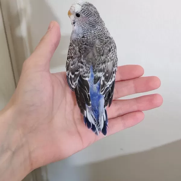 Yavru Spangle Erkek Muhabbet Kuşlarımız