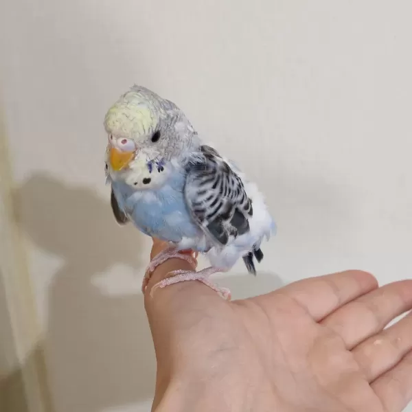 Yavru Spangle Erkek Muhabbet Kuşlarımız