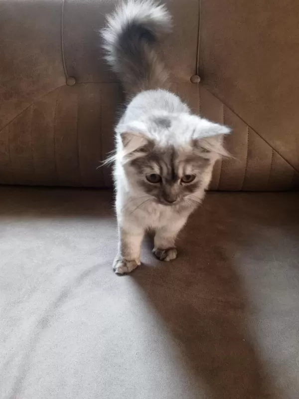 British Longhair 4 Aylık Dişi