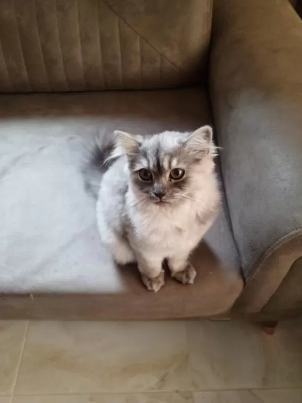 British Longhair 4 Aylık Dişi