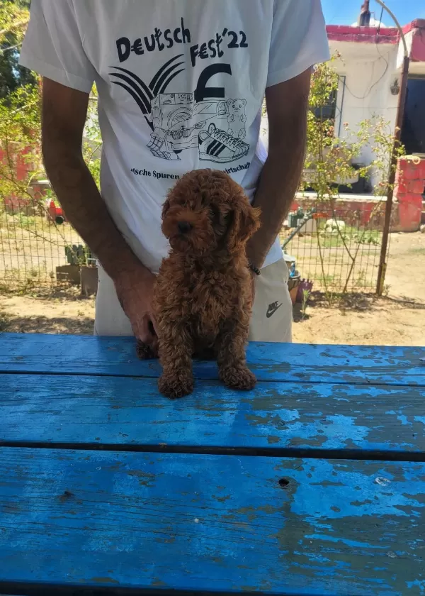 Red Brown Kore Toy Poodle Erkek