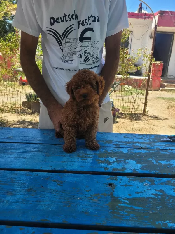Red Brown Kore Toy Poodle Erkek