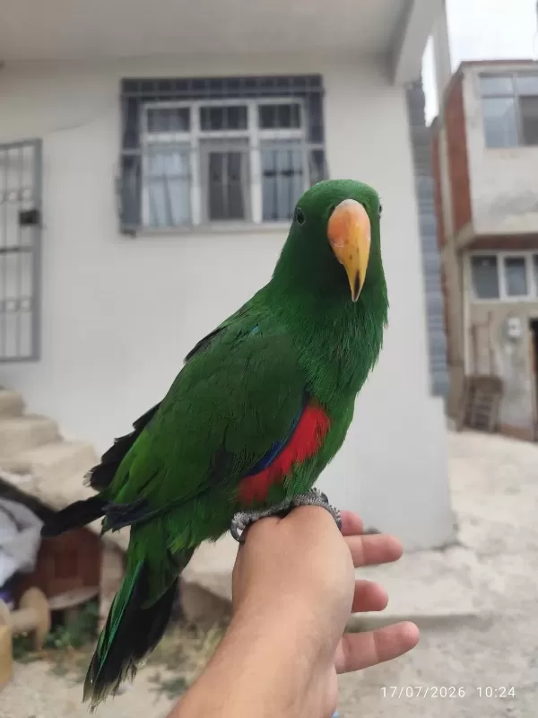 Evcil Konuşan Eklektus Papağani
