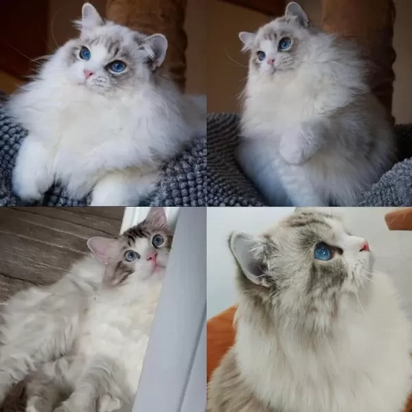 Ragdoll Erkek 4 Yaşında Kısır Şecereli
