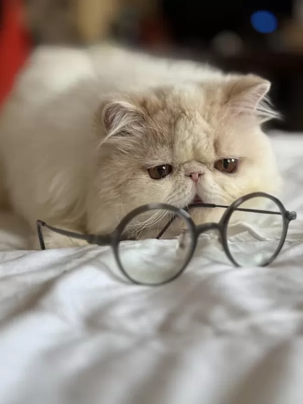Erkek Exotic Longhair Lütfen Arayarak Bilgi Alın