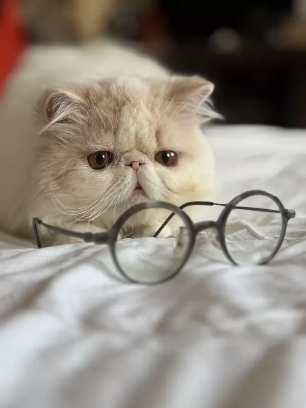 Erkek Exotic Longhair Lütfen Arayarak Bilgi Alın