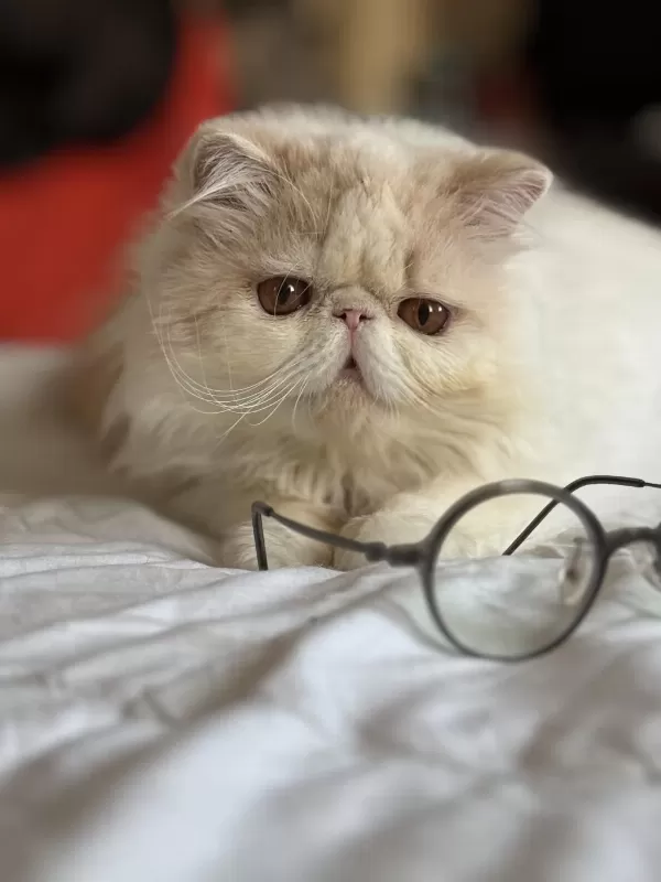 Erkek Exotic Longhair Lütfen Arayarak Bilgi Alın