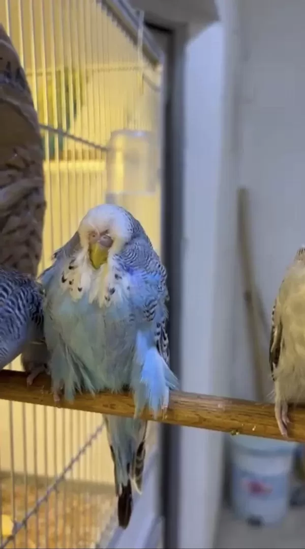 Kaliteli Show Jumbo Muhabbet Kuşu Yavrular