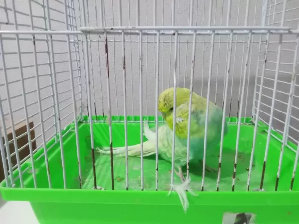 Sağlıklı Dişi Muhabbet Kuşu