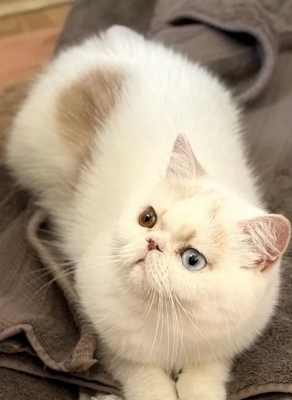 Erkek Odd Eyes Exotic Arayarak Bilgi Alın