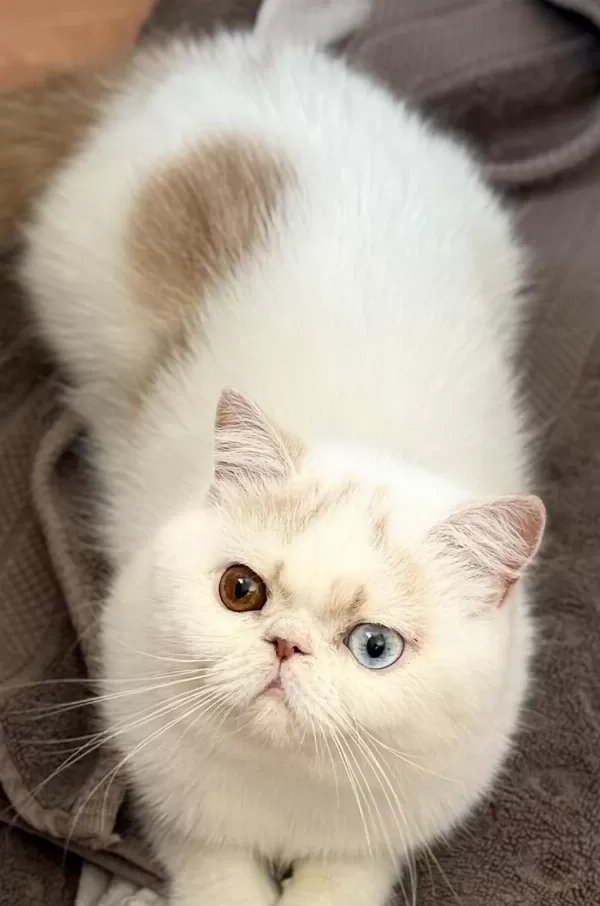 Erkek Odd Eyes Exotic Arayarak Bilgi Alın