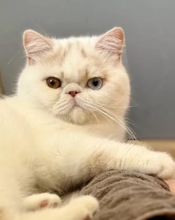 Erkek Odd Eyes Exotic Arayarak Bilgi Alın