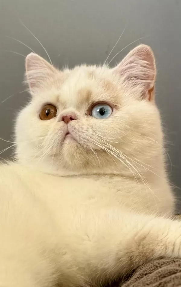 Erkek Odd Eyes Exotic Arayarak Bilgi Alın