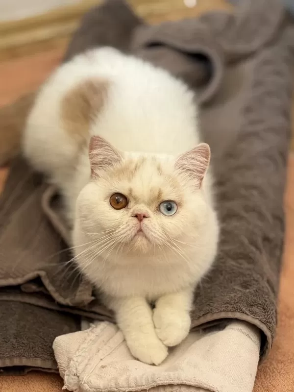 Erkek Odd Eyes Exotic Arayarak Bilgi Alın