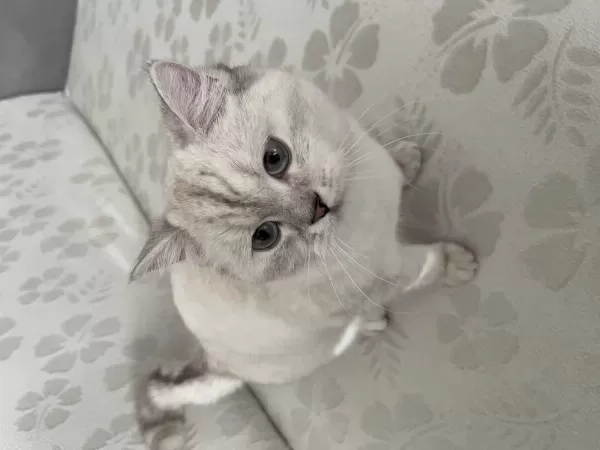 1 Yaşında Satılık Boncuk Kedimiz