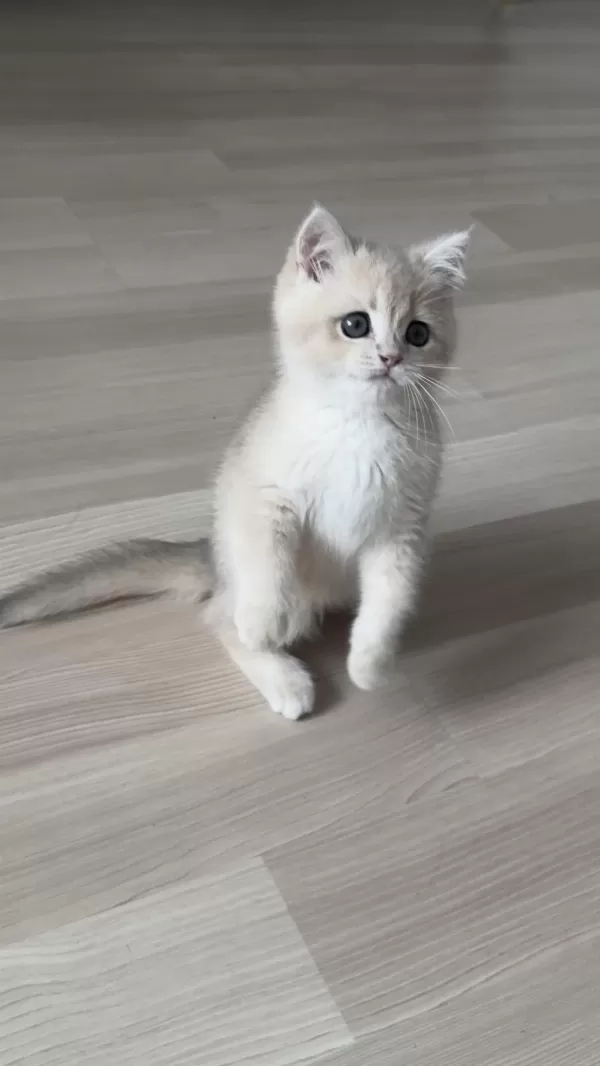 Golden Saf Kan Gerçek Kedimiz