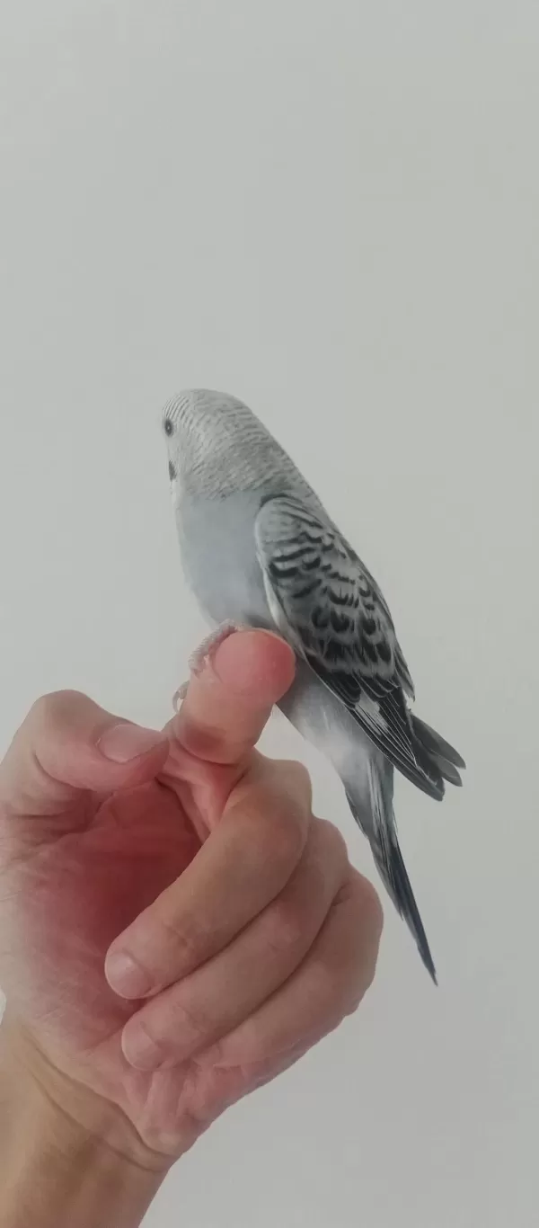 Yeme Düşecek Muhabbet Kuşu
