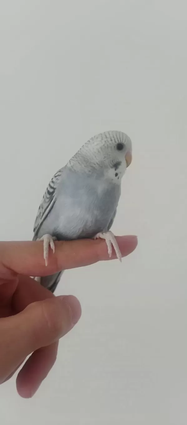 Yeme Düşecek Muhabbet Kuşu