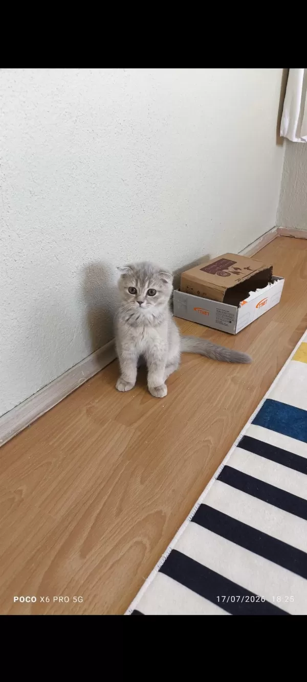 Scottish Fold Erkek Kedimiz