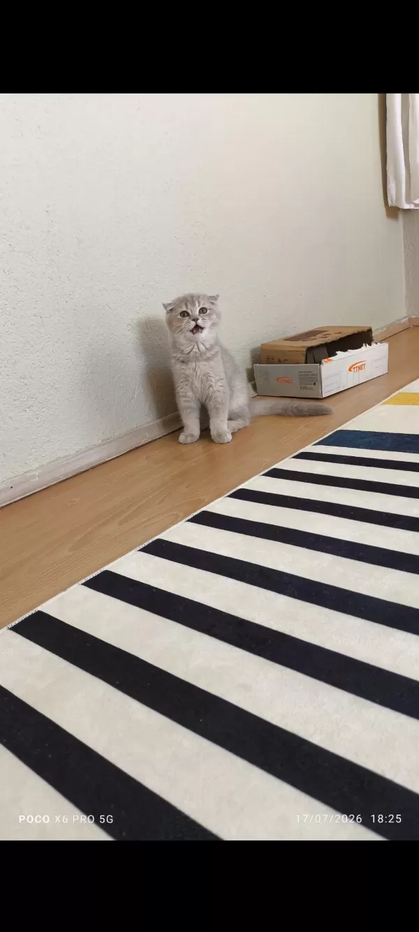 Scottish Fold Erkek Kedimiz