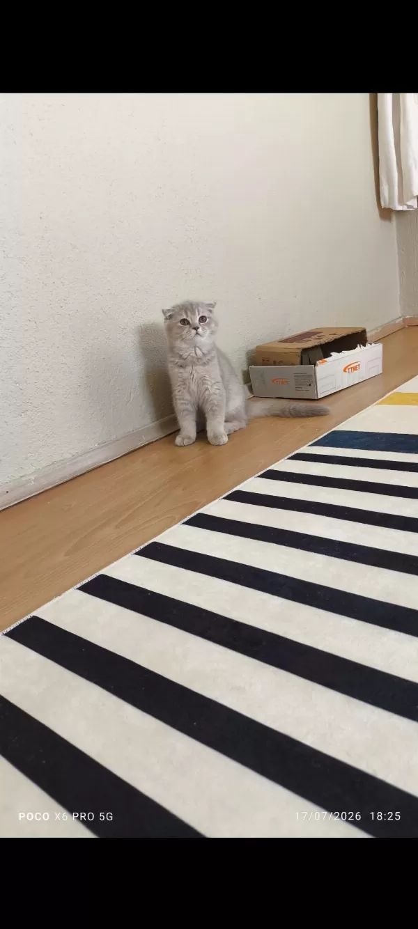Scottish Fold Erkek Kedimiz