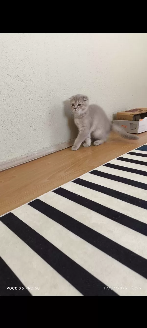 Scottish Fold Erkek Kedimiz