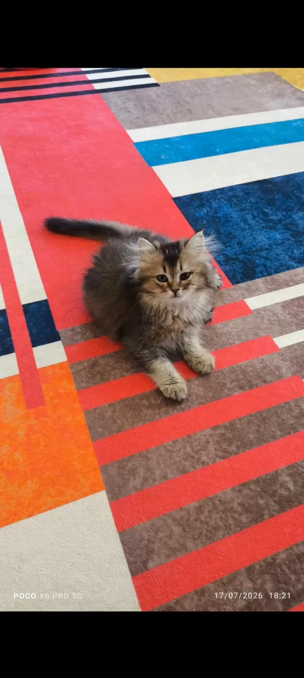 British Longhair Golden Black