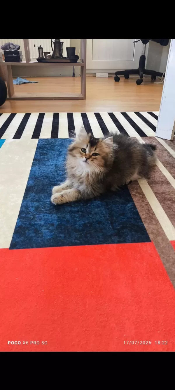 British Longhair Golden Black