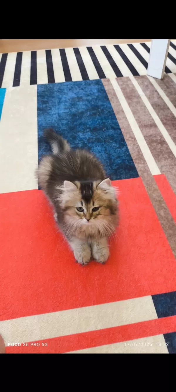 British Longhair Golden Black
