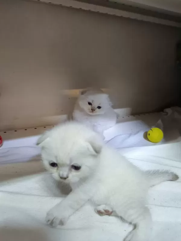 Scottish Fold Yavrular