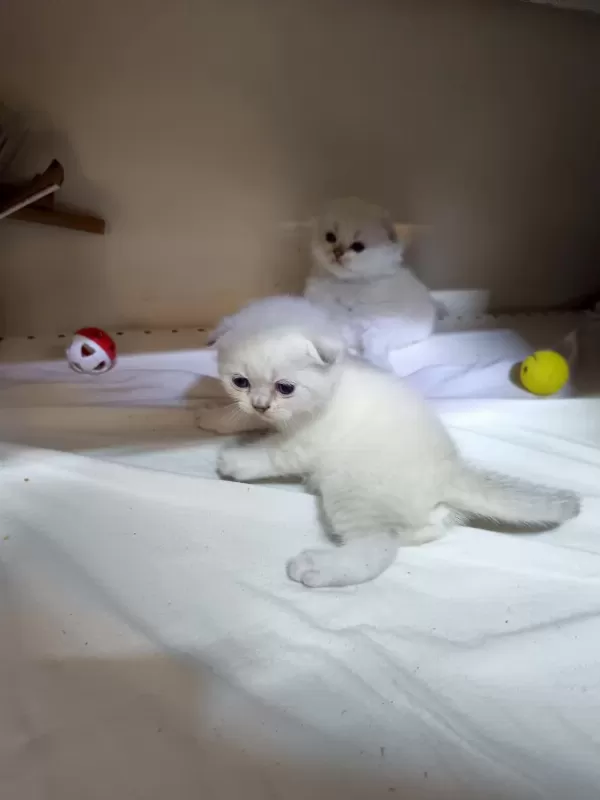 Scottish Fold Yavrular