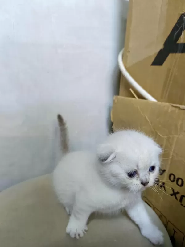 Scottish Fold Yavrular