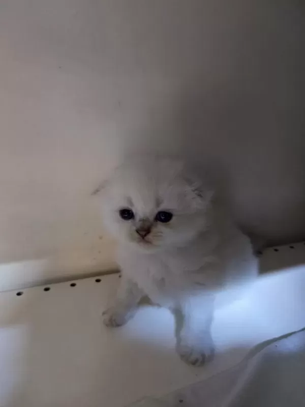 Scottish Fold Yavrular