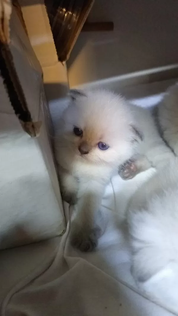 Scottish Fold Yavrular