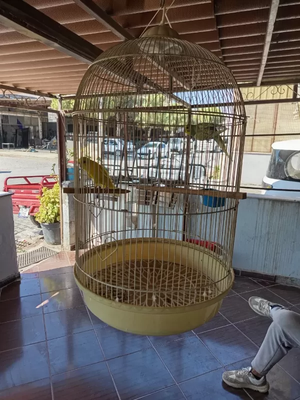 Sağlıklı Muhabbet Kuşlarımız