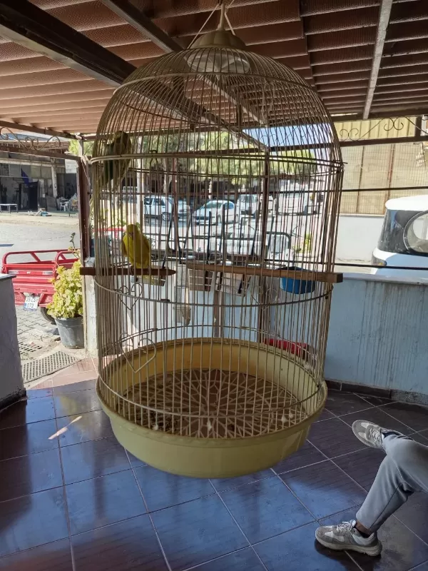 Sağlıklı Muhabbet Kuşlarımız