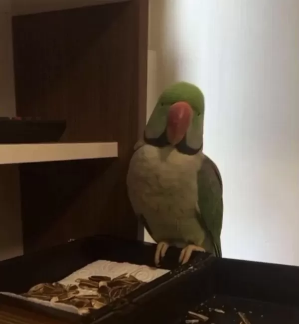 İskender Papağanımız