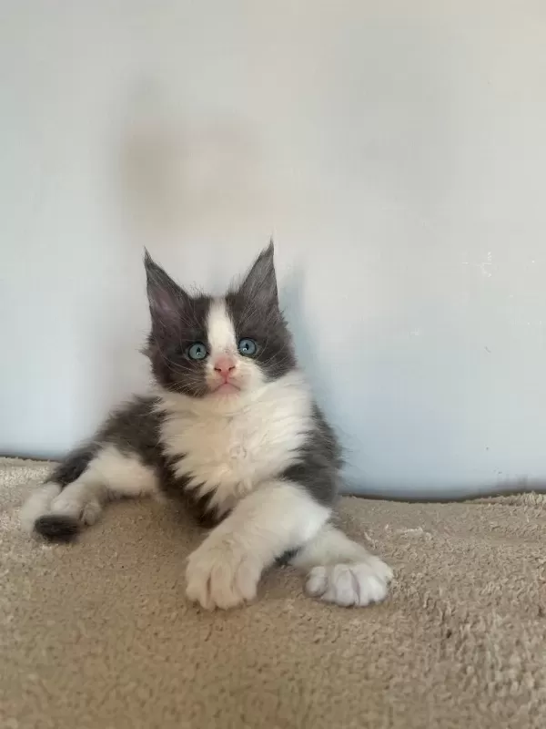 Mavi Gözlü Minik Dev Prens Kedimiz Hiro