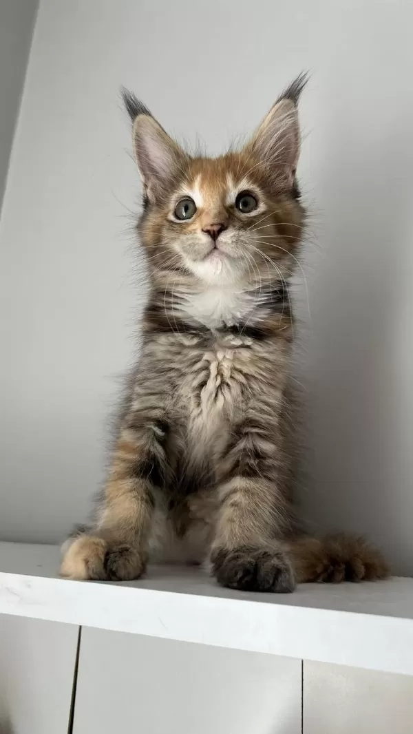 Minik Dev Maine Coon Prenses İsabella