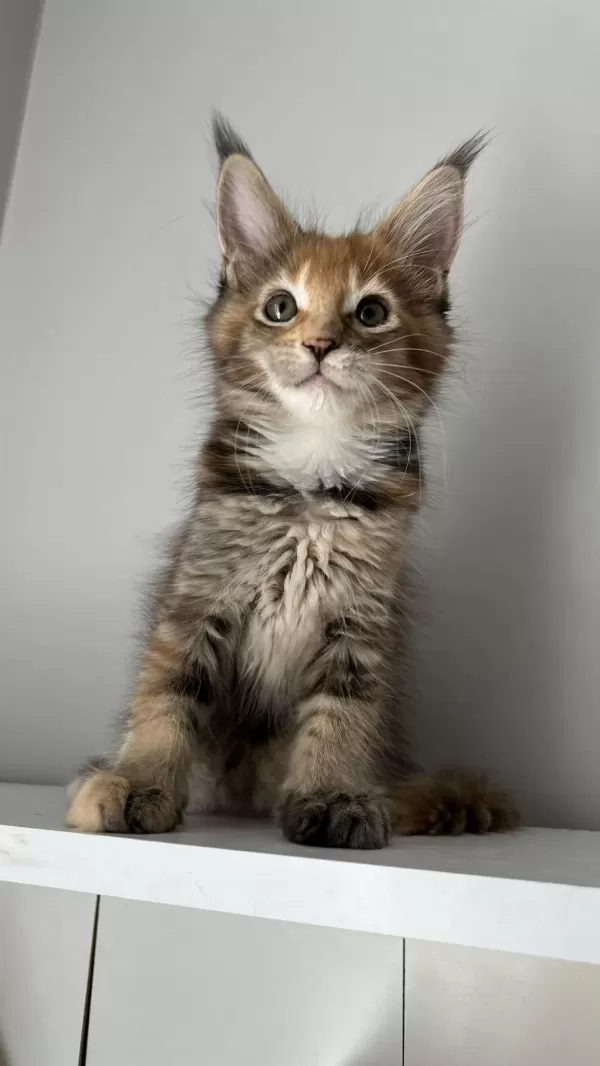 Minik Dev Maine Coon Prenses İsabella