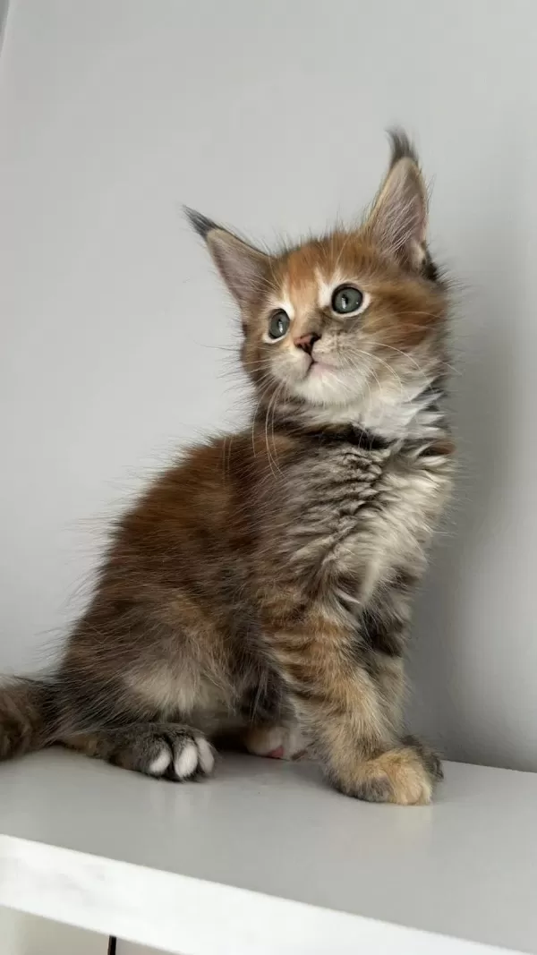 Minik Dev Maine Coon Prenses İsabella