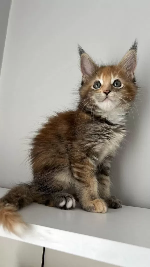 Minik Dev Maine Coon Prenses İsabella