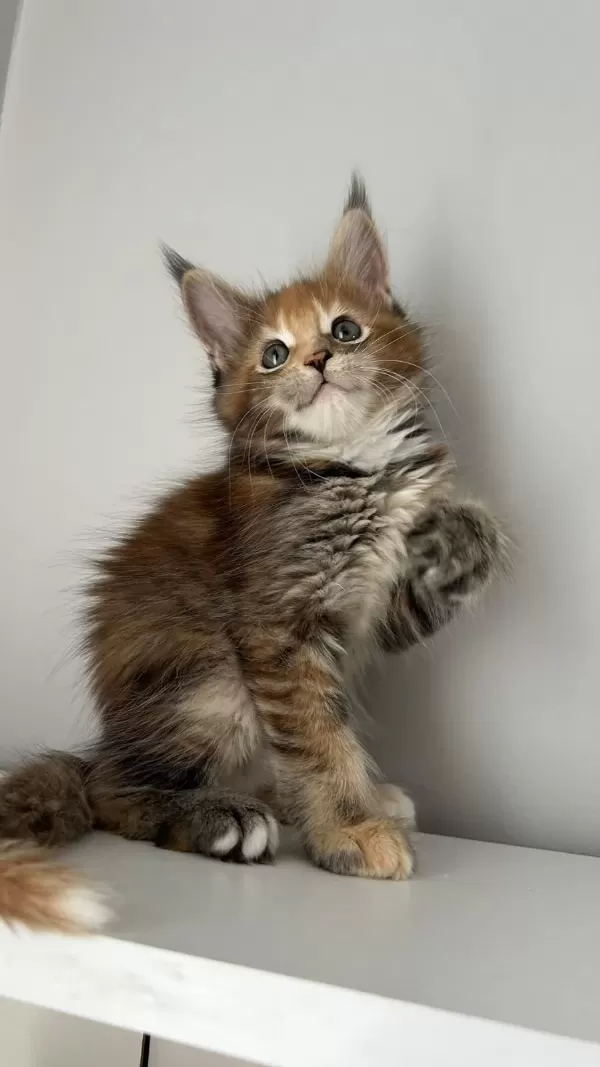 Minik Dev Maine Coon Prenses İsabella