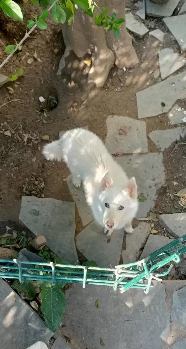 Safkan Süt Beyaz Sibirya Kahve Renkli Göz