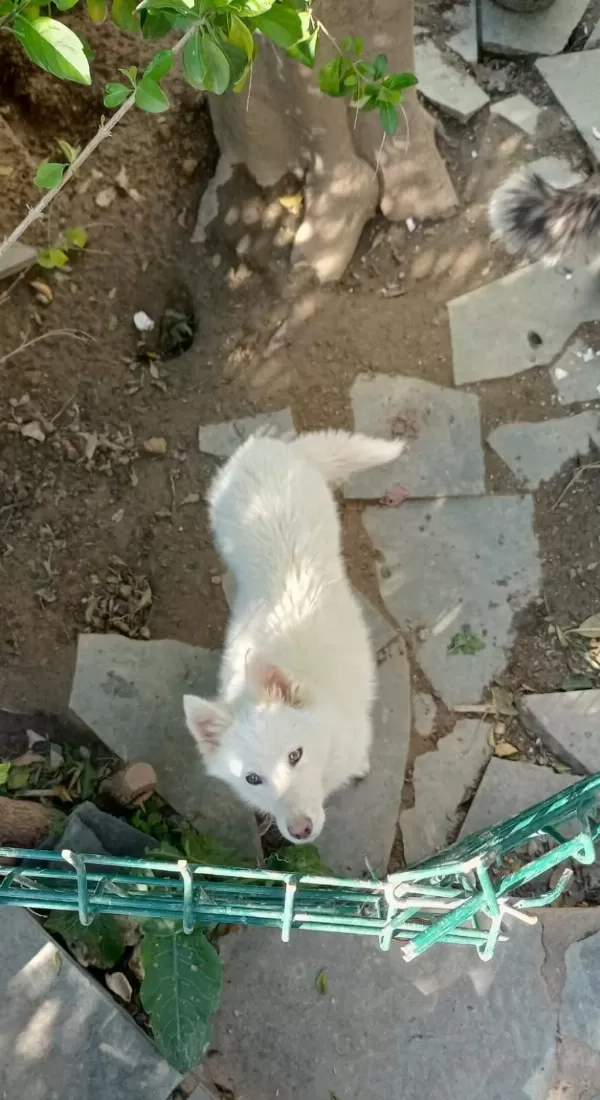 Safkan Süt Beyaz Sibirya Kahve Renkli Göz