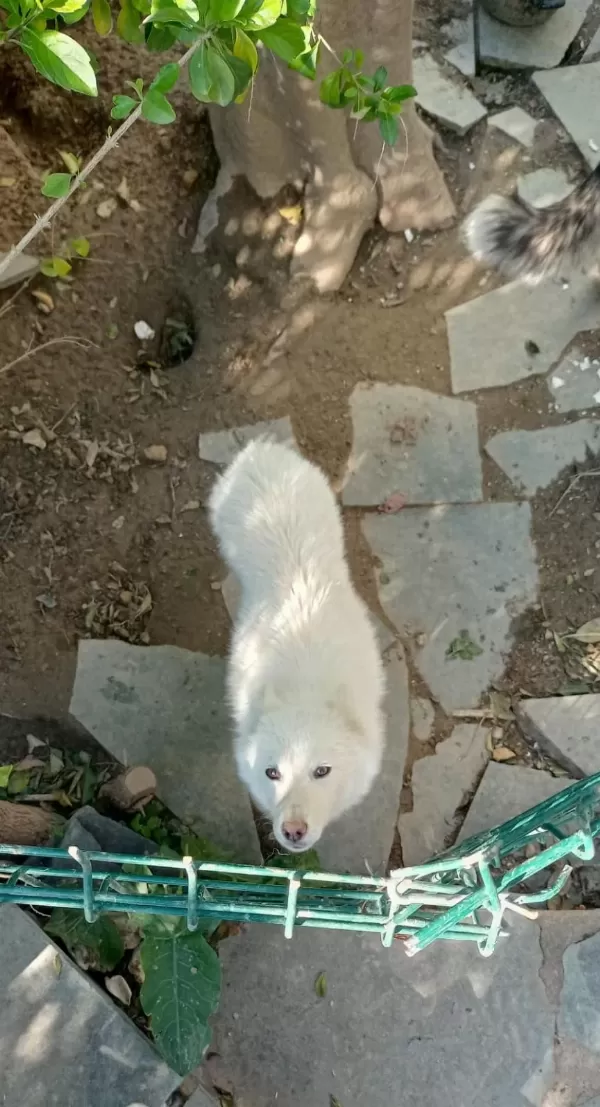 Safkan Süt Beyaz Sibirya Kahve Renkli Göz