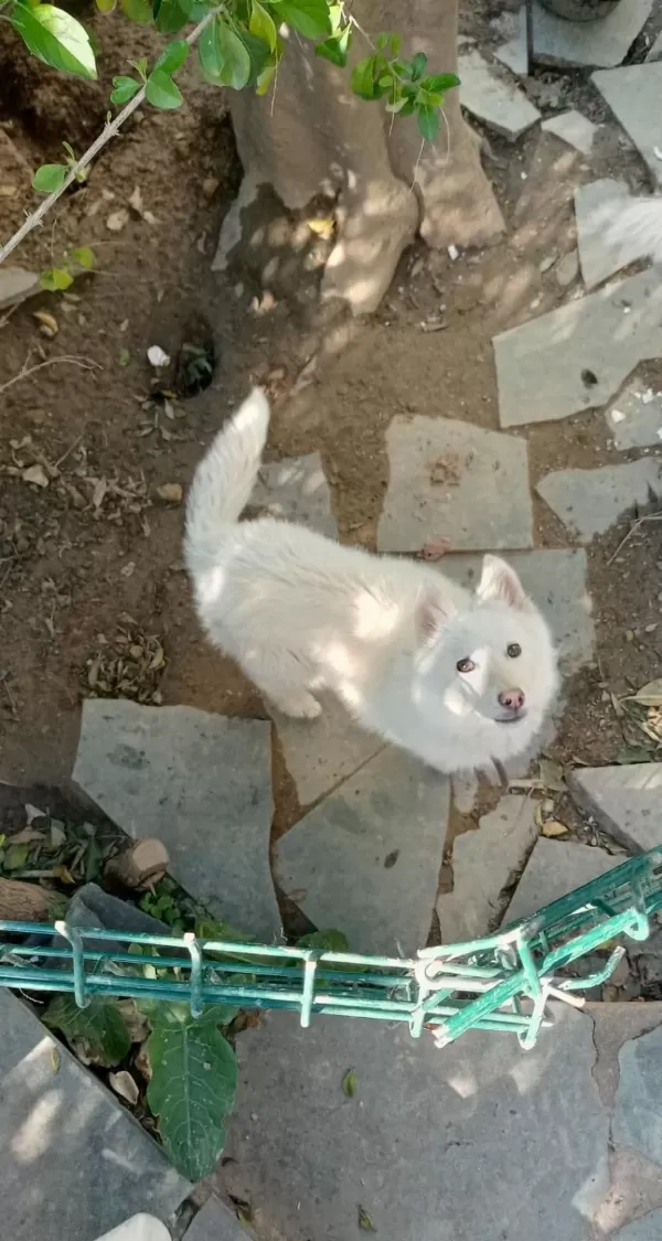 Safkan Süt Beyaz Sibirya Kahve Renkli Göz