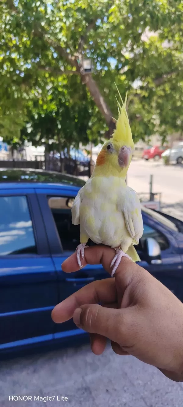 Gel Bak Beğen Al Sultan Papağanı